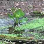 New life along the trail