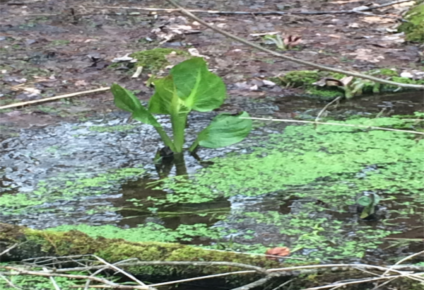 eco spirituality Proteggere le tradizioni dei popoli naturali ngo in consultative status with the united nations. eco spirituality Proteggere le tradizioni dei popoli naturali ngo in consultative status with the united nations.