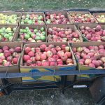 apples