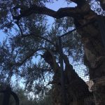 garden-of-gethsemane-olive-trees-and-sky