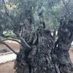 garden-of-gethsemane-old-olive-tree