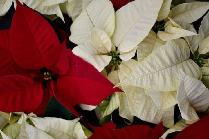 Christmas Eve Service (7 P.M.): December 24, 2023